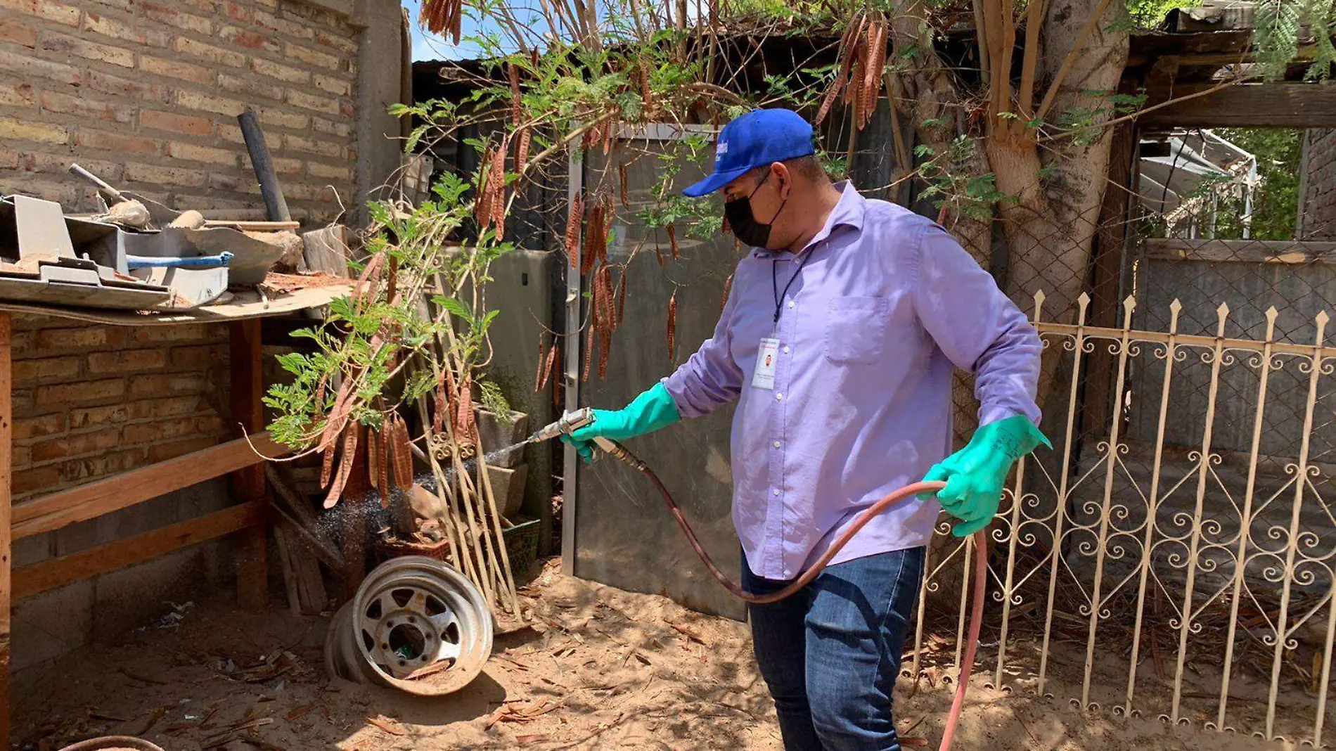 Es importante fumigar constantemente el interior y exterior de las casas y oficinas para evitar la aparición de insectos y roedores